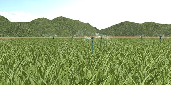 小麦全生育期种植虚拟仿真实验